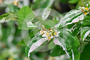 Variegated Tutsan Hypericum androsaemum Gladys Brabazon with yellow buds